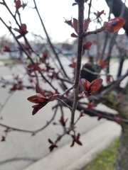 Magnoliopsida