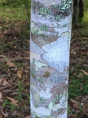 Xanthostemon whitei