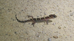 Coleonyx mitratus