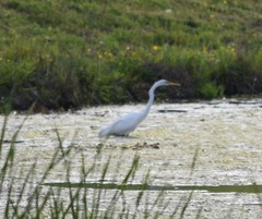 Ardea alba egretta