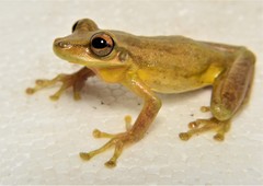 Scinax tsachila