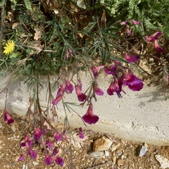 Lathyrus digitatus