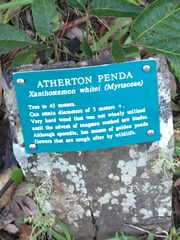 Xanthostemon whitei