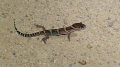 Coleonyx mitratus