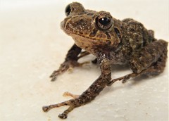 Pristimantis latidiscus