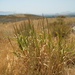 Giant Wild Rye - Photo (c) Charlie Inyo, some rights reserved (CC BY), uploaded by Charlie Inyo