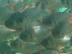 Myripristis violacea