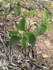 Physalis heterophylla