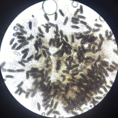 Saccobolus depauperatus