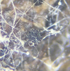 Saccobolus depauperatus