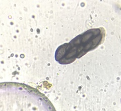 Saccobolus depauperatus