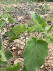 Physalis heterophylla
