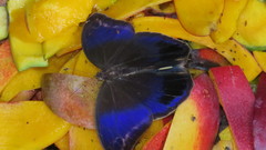 Eryphanis aesacus