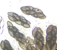 Saccobolus depauperatus