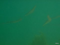 Fistularia commersonii