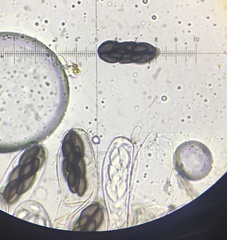 Saccobolus depauperatus