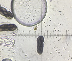 Saccobolus depauperatus