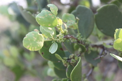 Maytenus vitis-idaea