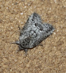 Nycteola polycyma
