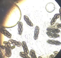 Saccobolus depauperatus