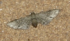 Eupithecia aphanes