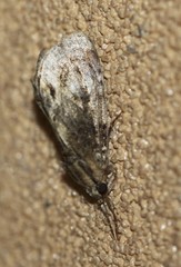 Zalissa catocalina