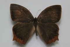 Taygetis rufomarginata