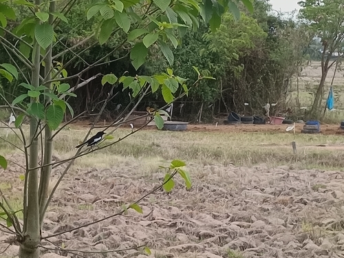 Oriental Magpie-Robin