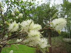 Fothergilla major
