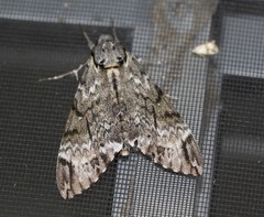 Psilogramma menephron