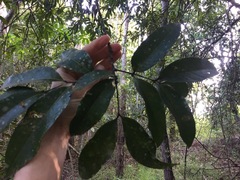 Guioa acutifolia