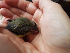 Chlorophonia elegantissima