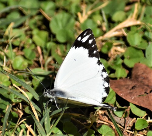 African Caper
