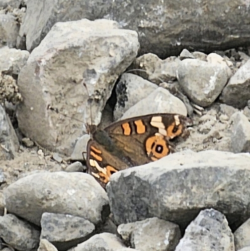 Meadow Argus