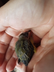 Chlorophonia elegantissima