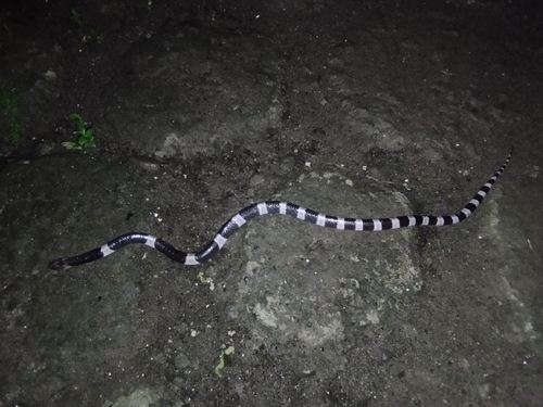 Bungarus candidus