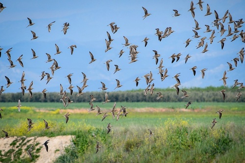 Black-tailed Godwit