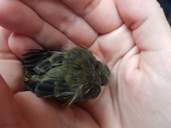 Chlorophonia elegantissima