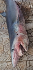 Blue Shark photo 4