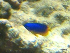 Pomacentrus caeruleus