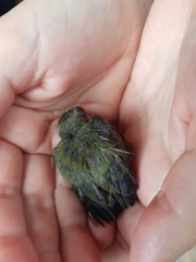 Chlorophonia elegantissima