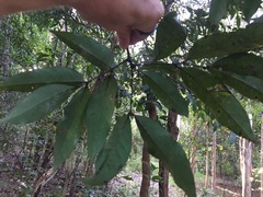 Guioa acutifolia