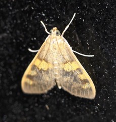 Rehimena surusalis
