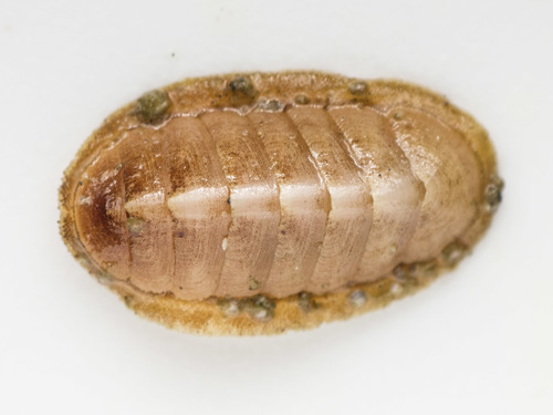 Northern White Chiton