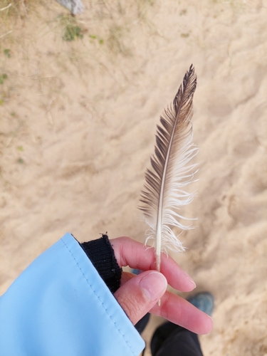 Plume de Guillemot de Troïl