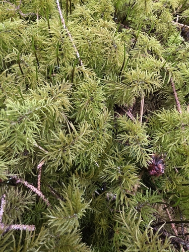 Pleuroziopsis ruthenica observed 2026-05-14