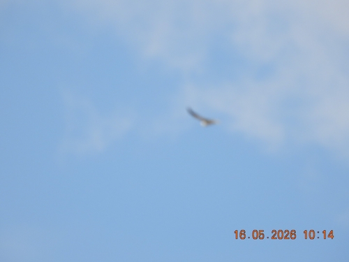 Black-winged Kite
