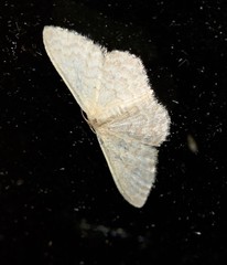Idaea eretmopus