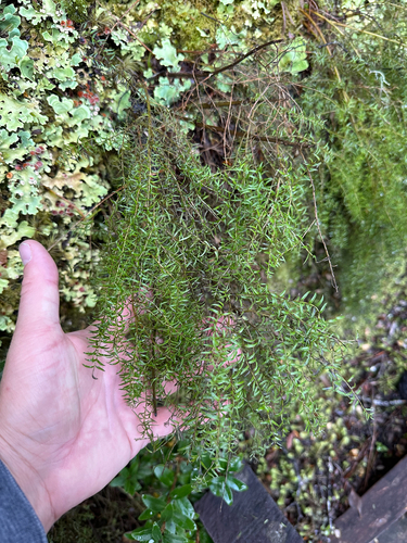 Coriaria angustissima observed 2026-05-16