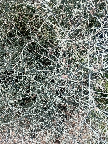 Calicorema capitata